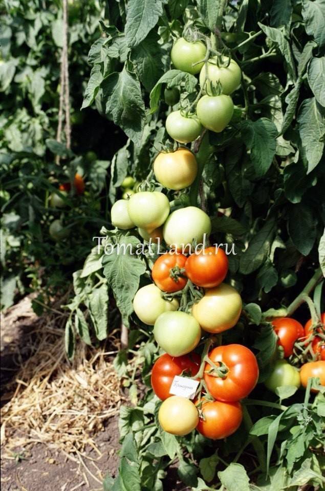 Характеристика сорта томатов «примадонна», описание помидоров