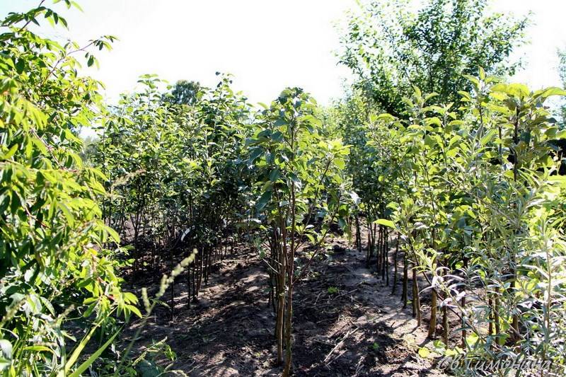 Главные этапы посадки саженцев плодовых деревьев в открытый грунт