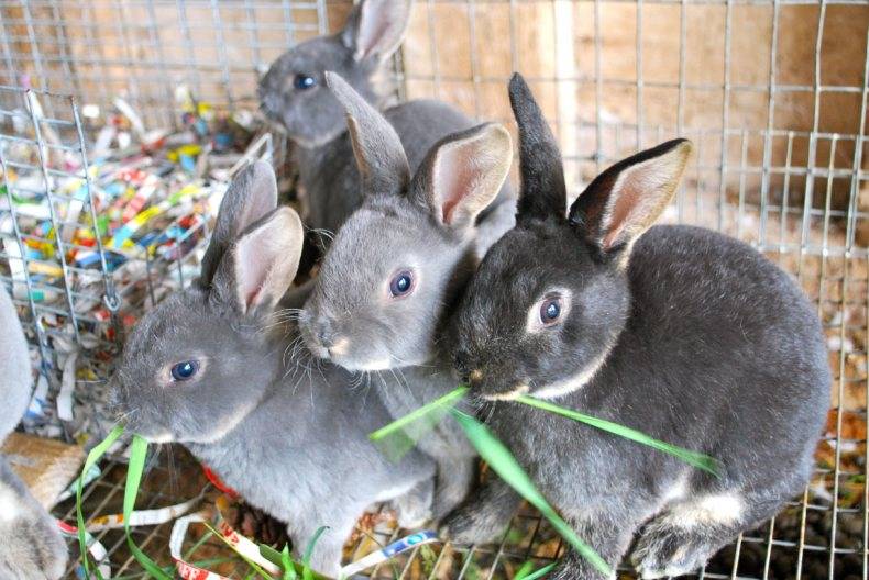 Основы домашнего кролиководства для начинающих