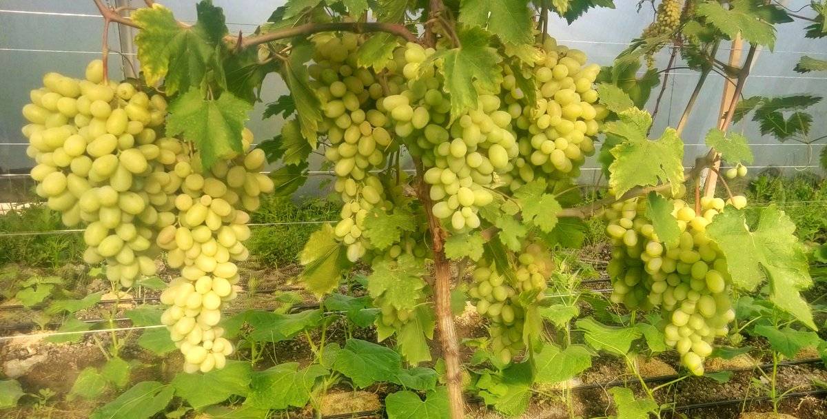 Виноград «супер экстра»: описание, выращивание, уход - мы дачники