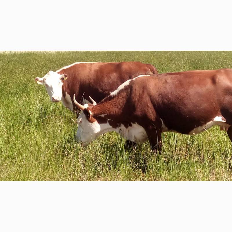 Казахская белоголовая корова – крупная мясная порода