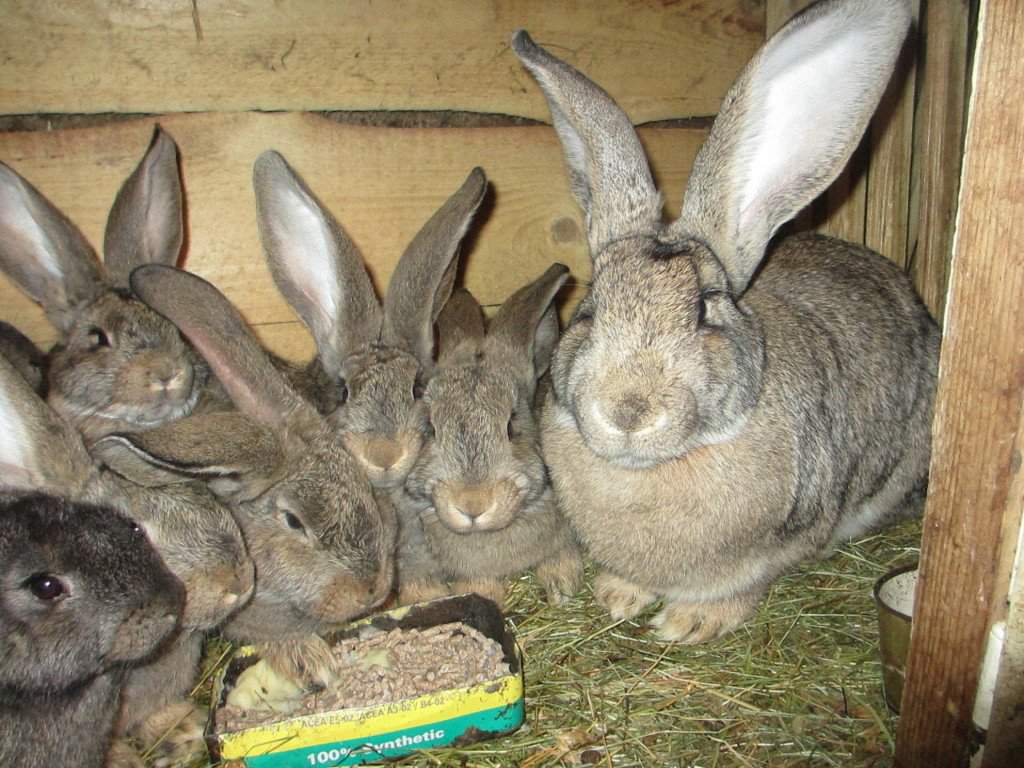 Кролик фландр: описание породы, правила содержания и кормления
