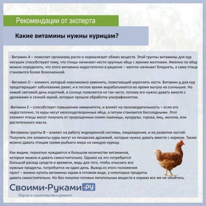 ᐉ расклев у кур несушек: причины и лечение - zooon.ru