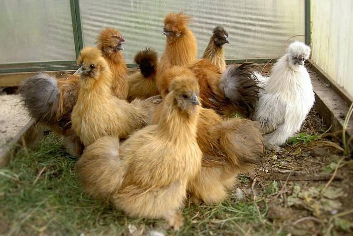 Китайская порода шелковой курицы: особенности содержания, разведения, ухода