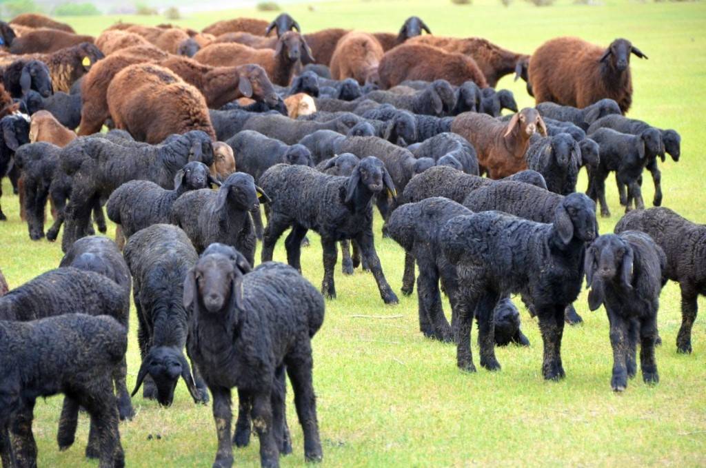 Гиссарская порода овец: характеристика продуктивности и разведение