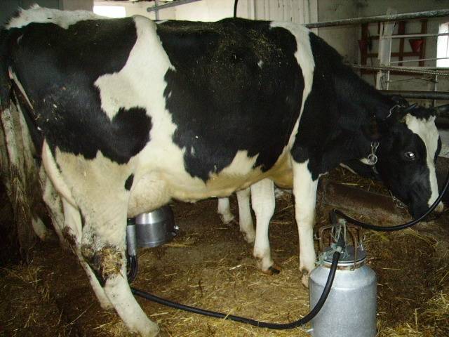 Кормление коров в сухостойных период | ветеринария и зоотехния