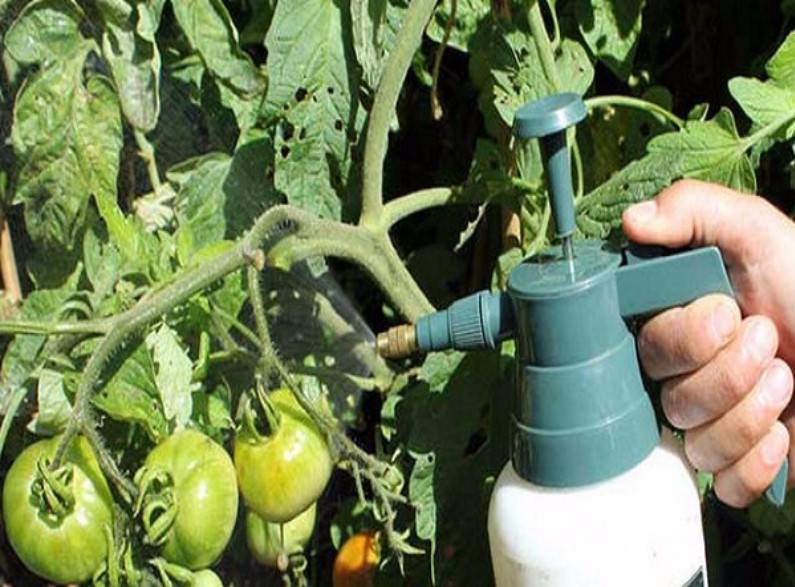 Как получить хороший урожай помидор в открытом грунте