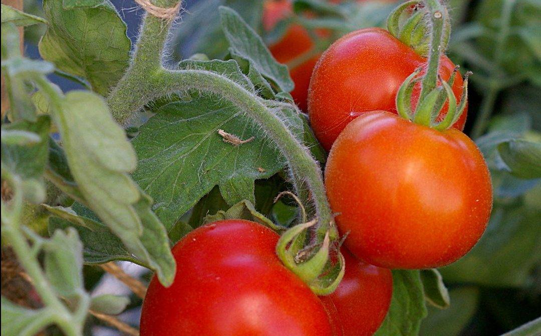 Раннеспелый томат дачник: характеристика сорта