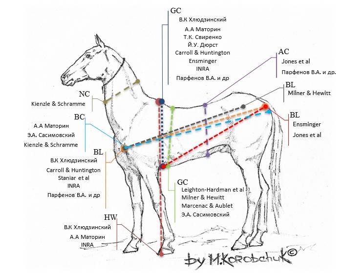 Сколько весит лошадь, средние параметры массы животного
