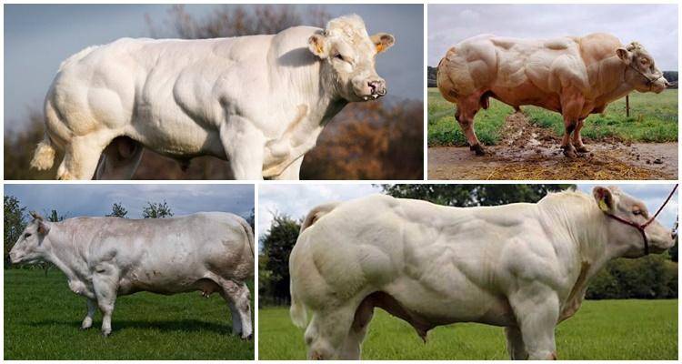 Чем отличается бельгийская голубая порода коров от остальных пород мясного направления