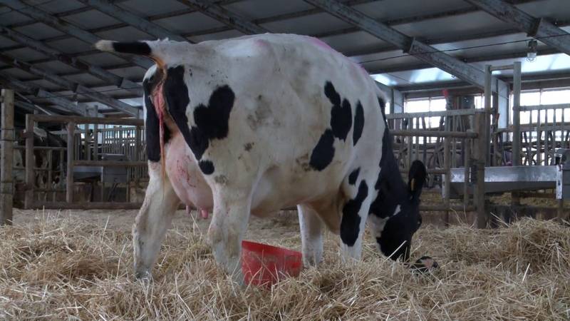 Лейкоз у коровы: признаки болезни у крс, можно ли пить молоко и есть мясо больных животных
