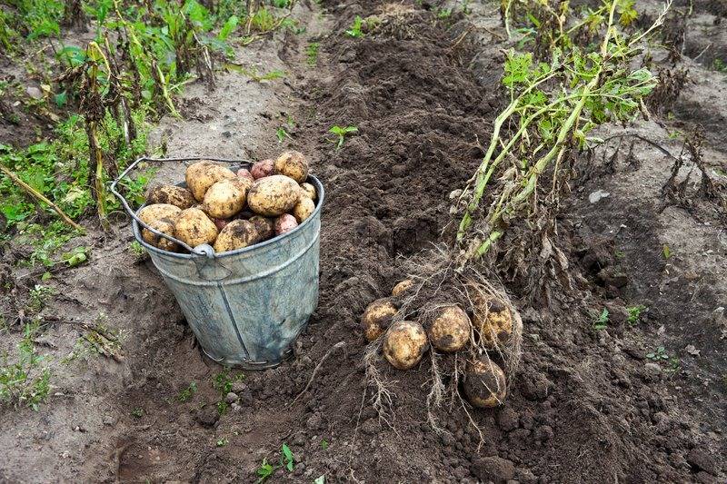 Нужно ли пахать землю осенью под картофель — картошка на огородах выкопана