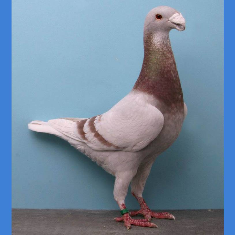 Разновидности голубей: обзор пород