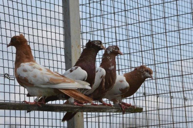 Бакинские бойные голуби: фото, описание, характеристика