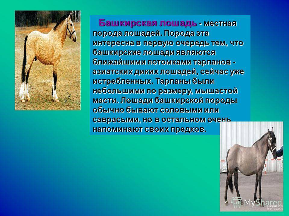 Башкирская порода лошадей: фото и описание