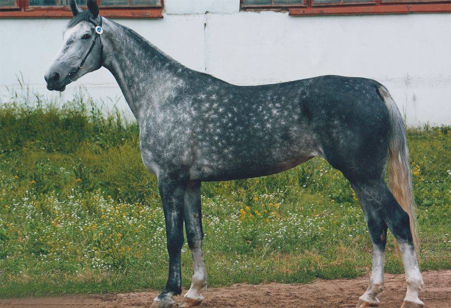 Орловская порода лошадей - жеребец скакуна-рысака, коня-тяжеловоза, сколько стоит