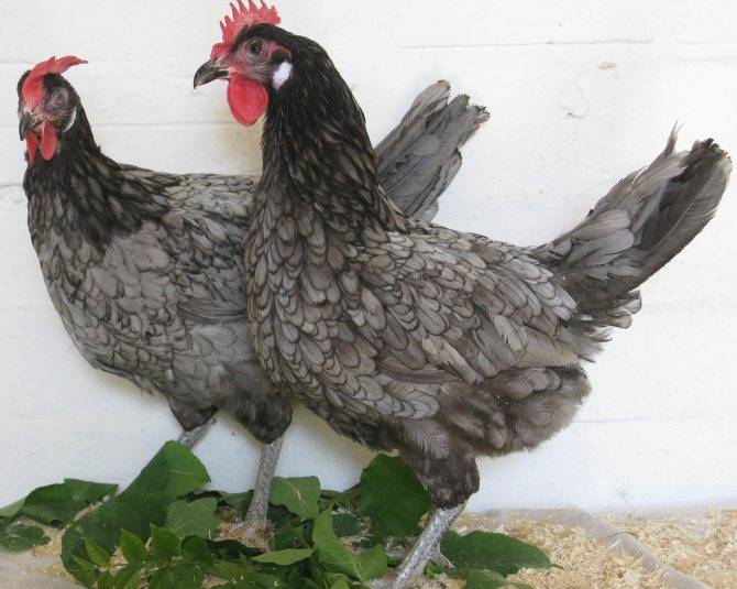 Голубой петух и курица – полное описание андалузской породы