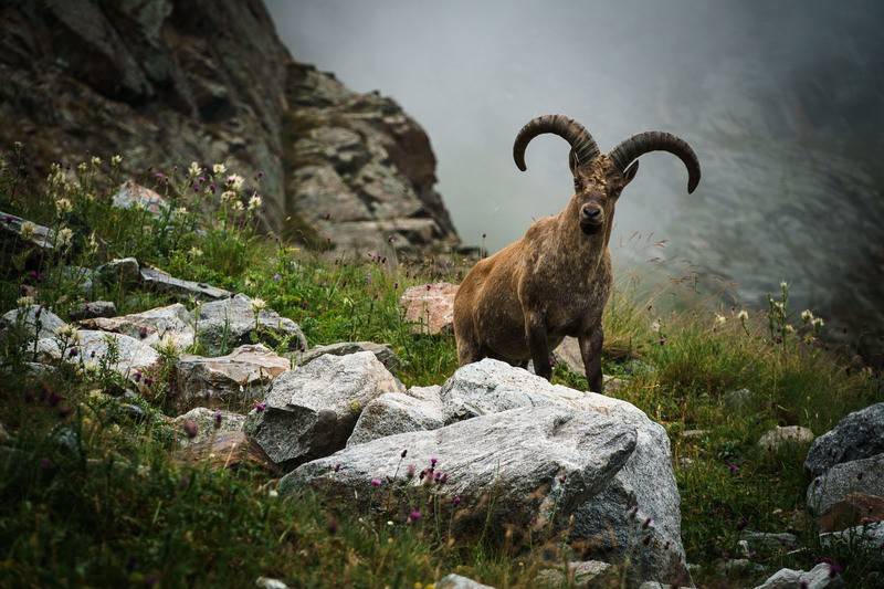 Горный козел - mountain goat - abcdef.wiki