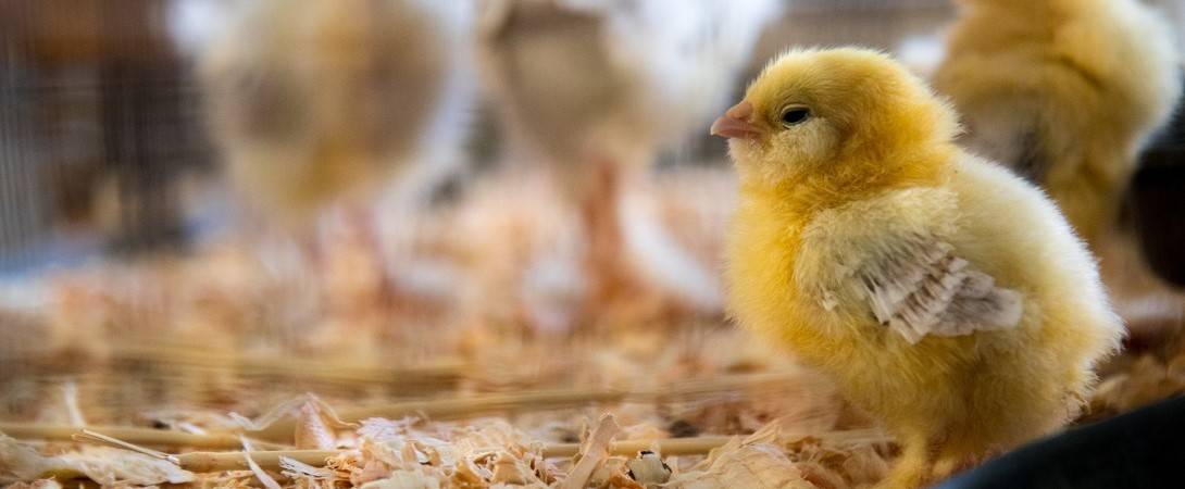 Пуллороз цыплят и кур: описание, симптомы, лечение — selok.info