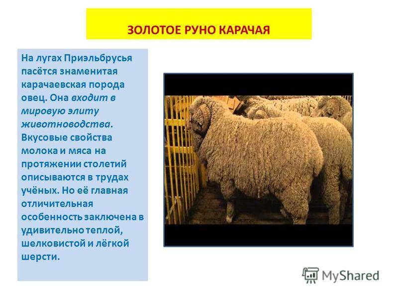 Карачаевская порода овец: основные характеристики и ценность породы