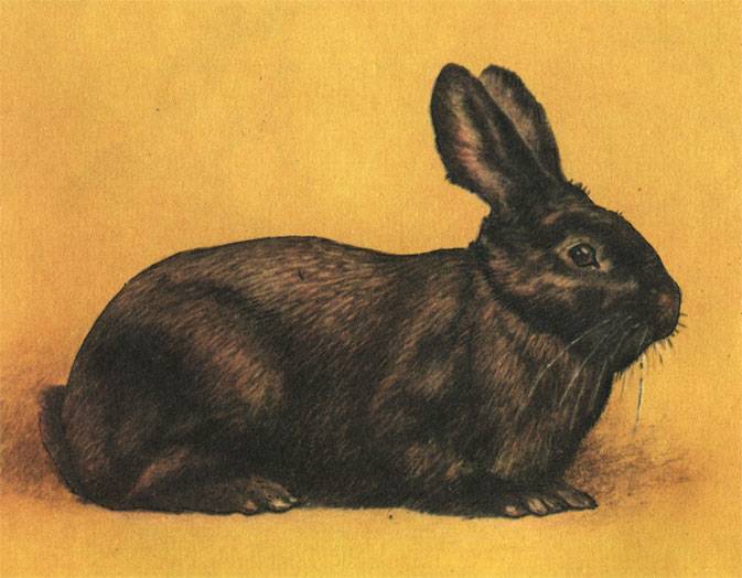 Черно-бурый кролик: гордость отечественной селекции