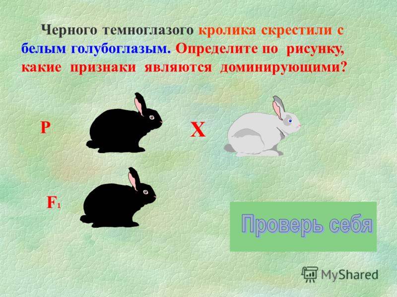 Можно ли скрещивать разные породы кроликов: таблица и наилучшие варианты