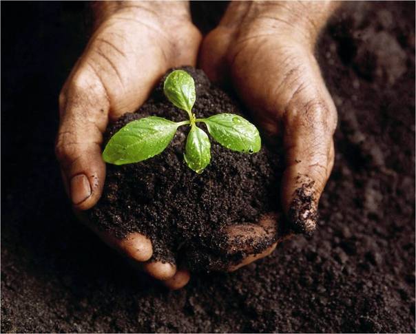 Как сделать почву плодородной: полезные советы