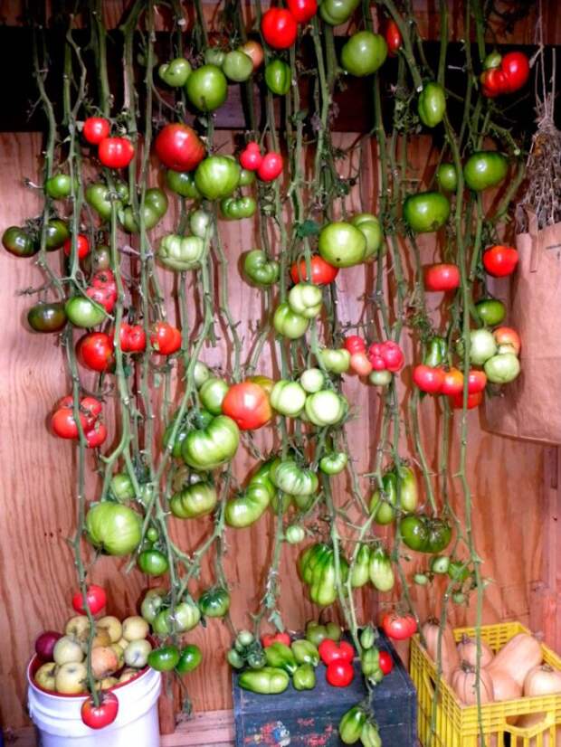 Как зеленые помидоры сделать красными дома: 6 простых приемов