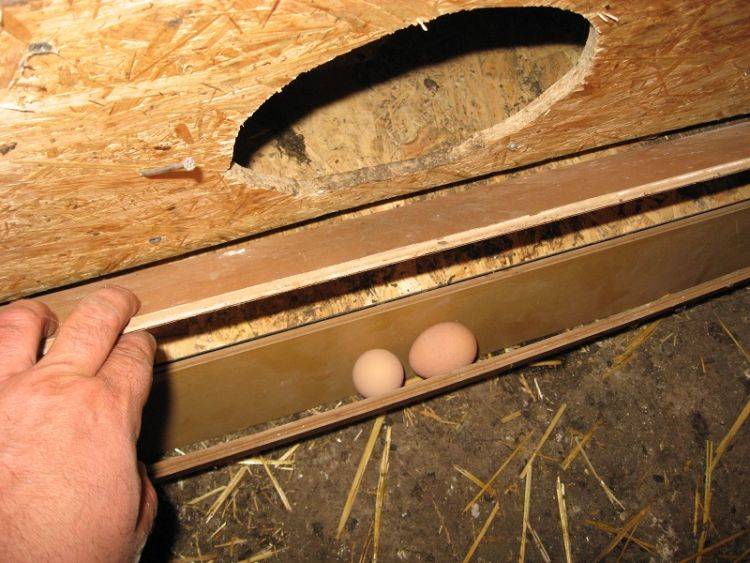 Куриные гнезда с яйцесборником для несушек — обзор вариантов и пример изготовления