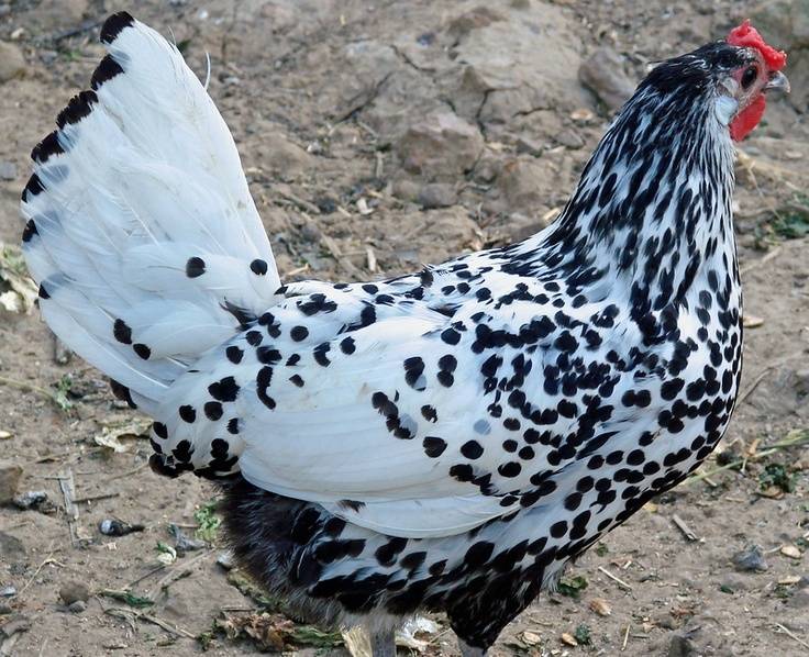 Гамбургская порода кур