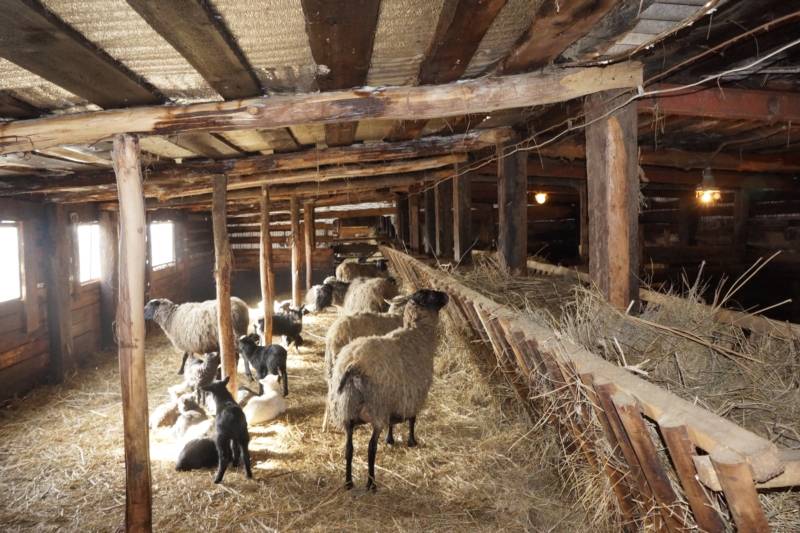 Описание овчарни, ее назначения, рекомендации по самостоятельному строительству помещения для овец