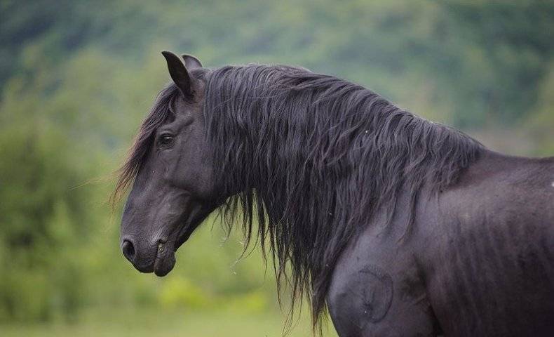 Карачаевские лошади: история, экстерьер, особенности характера, уход, интересные факты