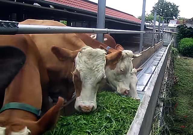 Кормление коров перед отелом
