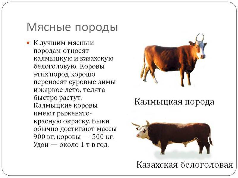 Калмыцкая порода коров: содержание взрослого скота и молодых бычков