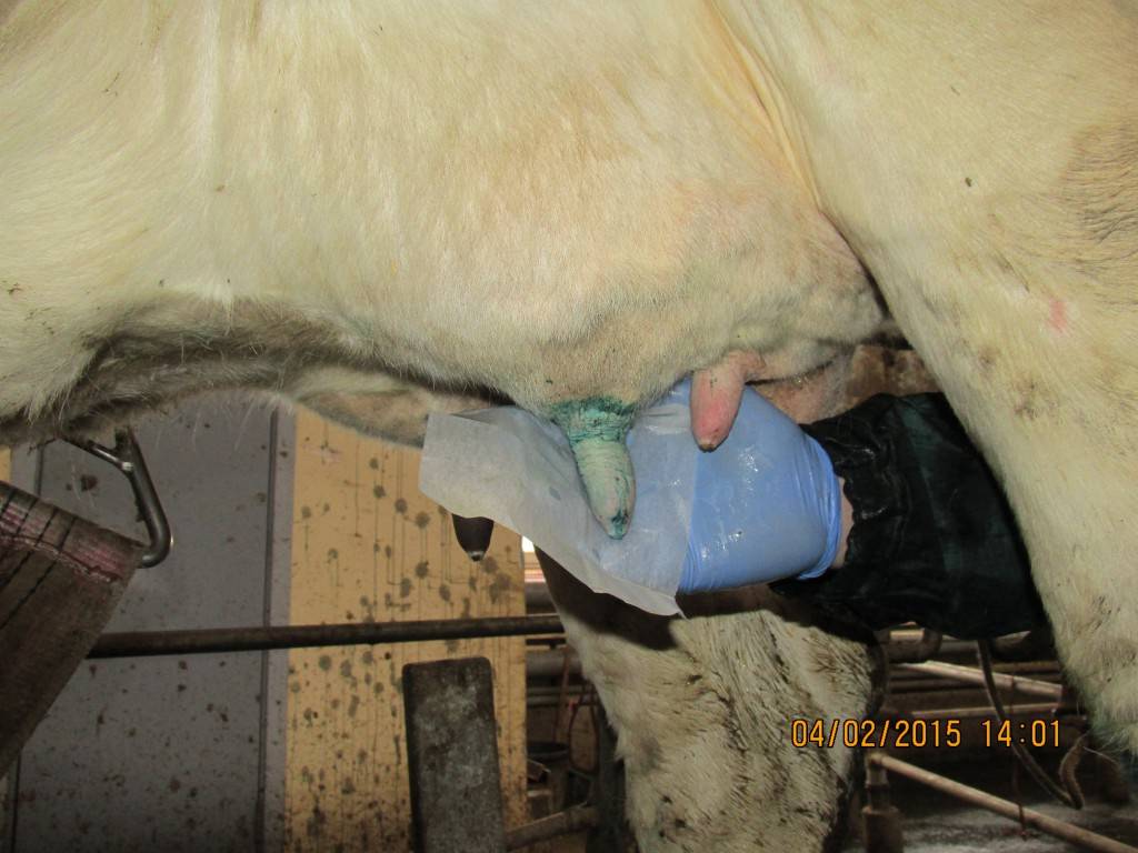 Серозный мастит у коров: лечение, причины, симптомы