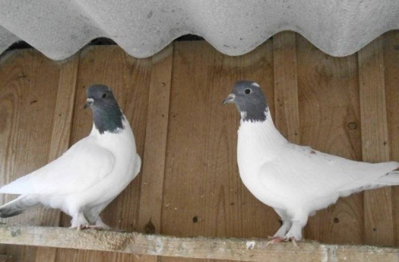 Пакистанские высоколетные голуби: фото, описание породы