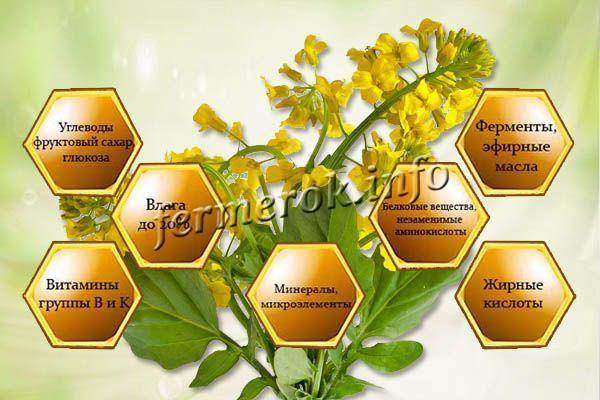Рапсовый мед: описание, полезные свойства и вред, особенности употребления