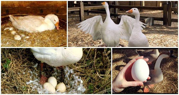В каком возрасте гуси начинают нести яйца: как часто несутся в домашних условиях