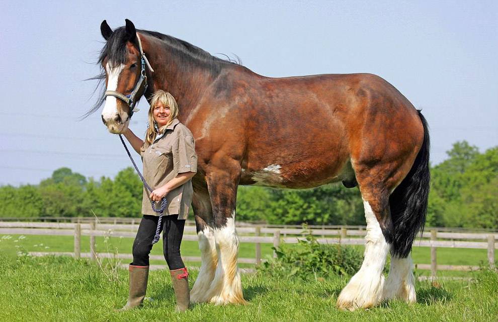 Топ-5 самая большая лошадь в мире: рейтинг самых крупных пород и рекордов