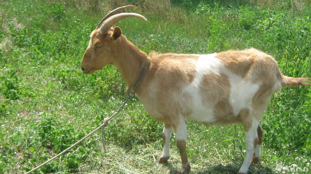 Тоггенбургская коза: фото, описание породы, характеристики и продуктивность.