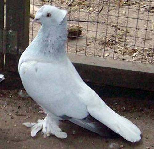Турецкие бойные голуби такла: обзор породи и видео
турецкие бойные голуби такла: обзор породи и видео