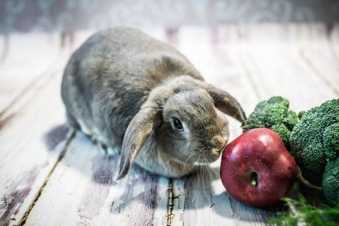Можно ли кормить кроликов яблоками: едят ли и как правильно давать?
