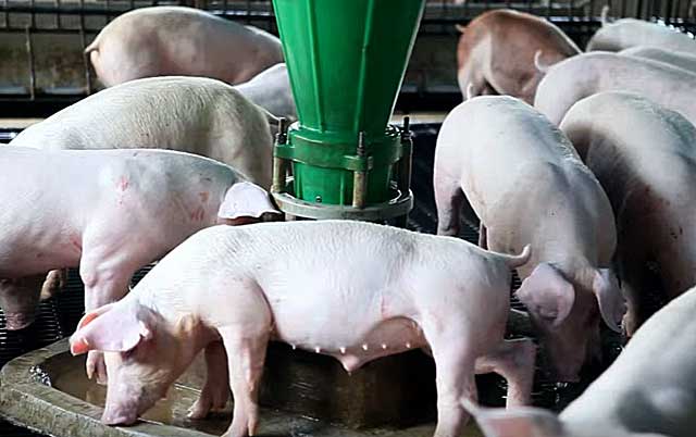 Глисты у свиней — симптомы и лечение, глистогонные препараты для поросят