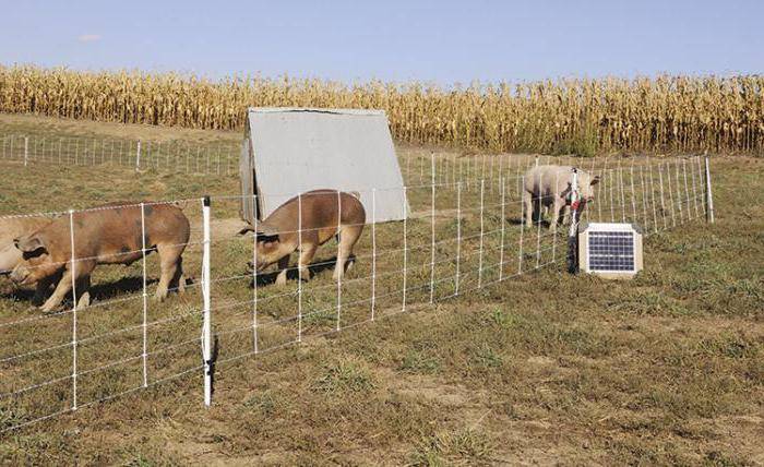 Электропастух для коров: электронный пастух для крс (фото и видео)