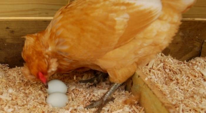 Что делать, если куры перестали нести яйца