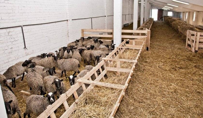 Как построить овчарню: требования, этапы строительства