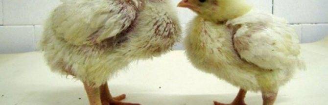 Ветеринария домашней птицы | внешние проблемы: порезы и раны, красный клещ, вши, чешуйчатый ножной клещ и другие трудности