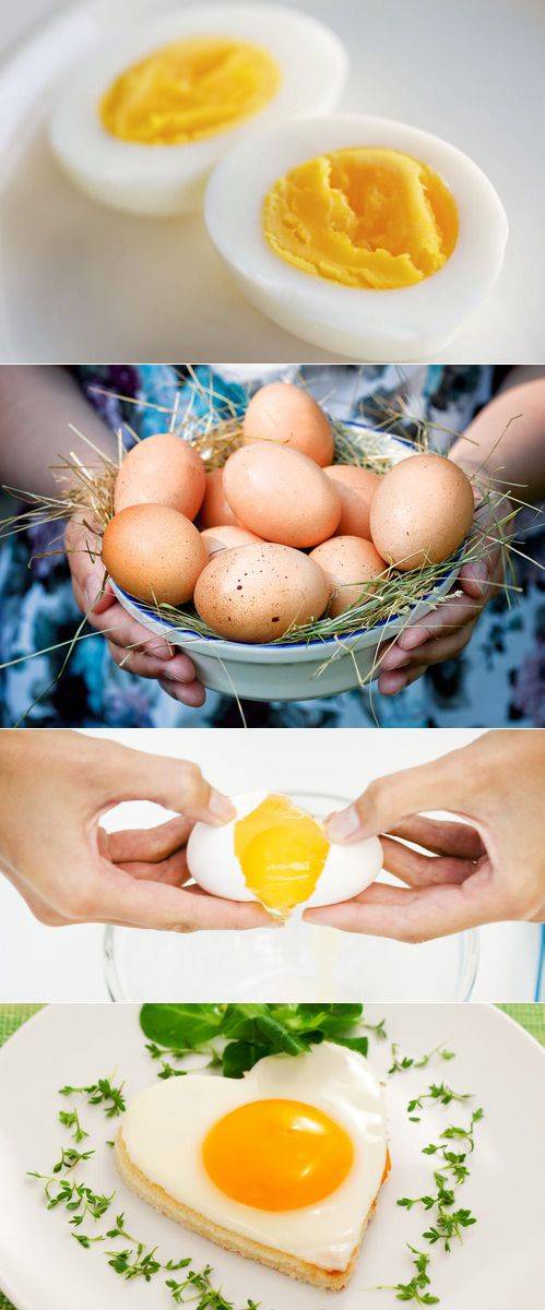 Куриные яйца: польза и вред, чем полезны для организма