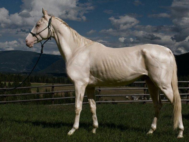 Какие породы лошадей самые красивые в мире?