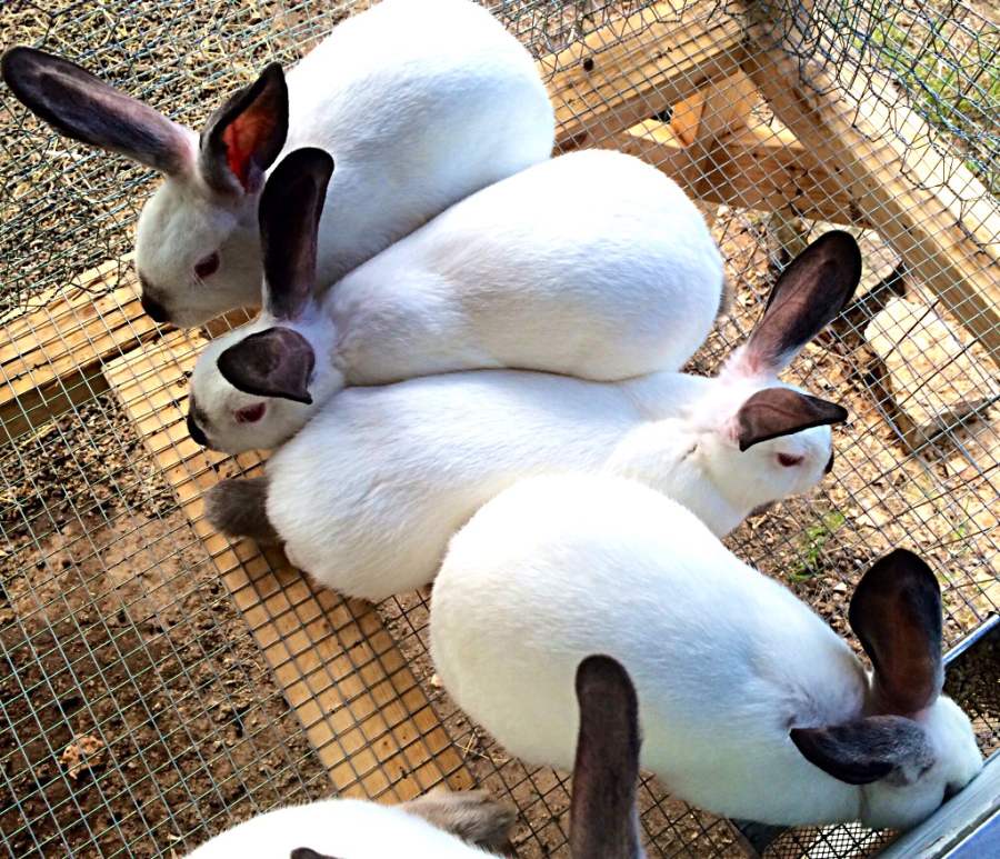 Кролики калифорнийской породы: описание, разведение и уход